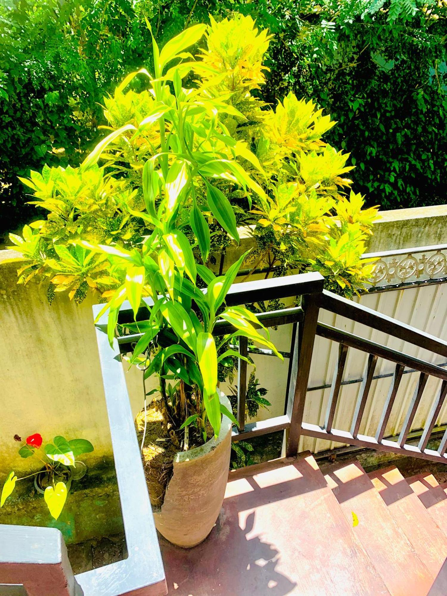 Deshan Homestay & Restaurant Tangalle Ngoại thất bức ảnh
